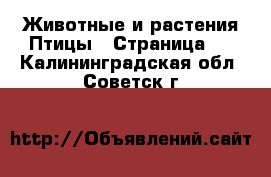 Животные и растения Птицы - Страница 2 . Калининградская обл.,Советск г.